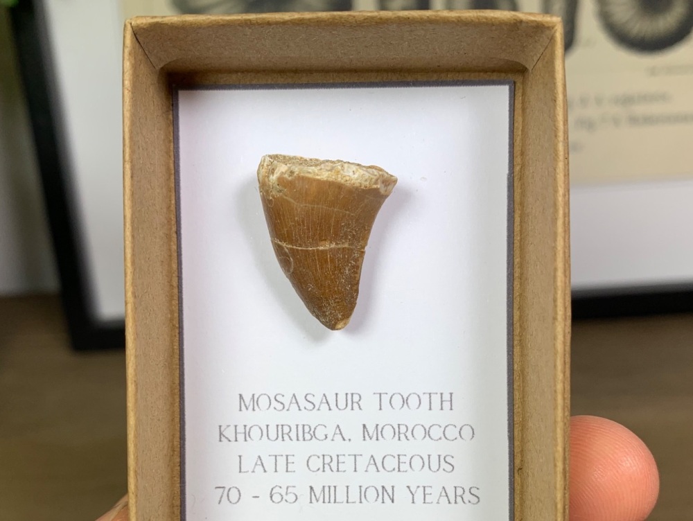 Mosasaur Tooth #10