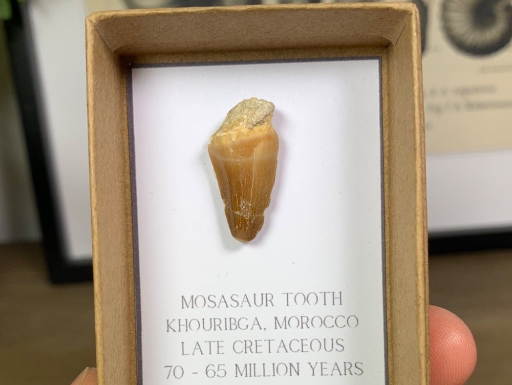 Mosasaur Tooth #13