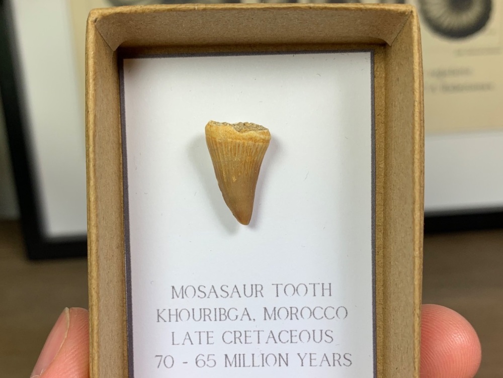 Mosasaur Tooth #14