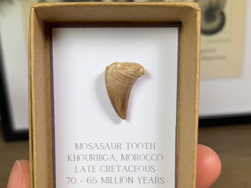 Mosasaur Tooth #15