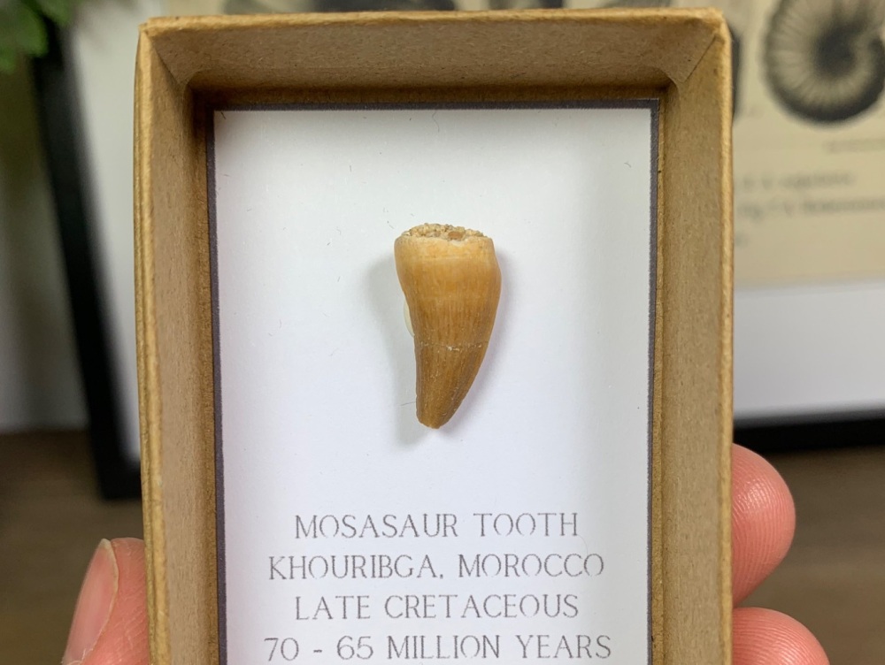 Mosasaur Tooth #16