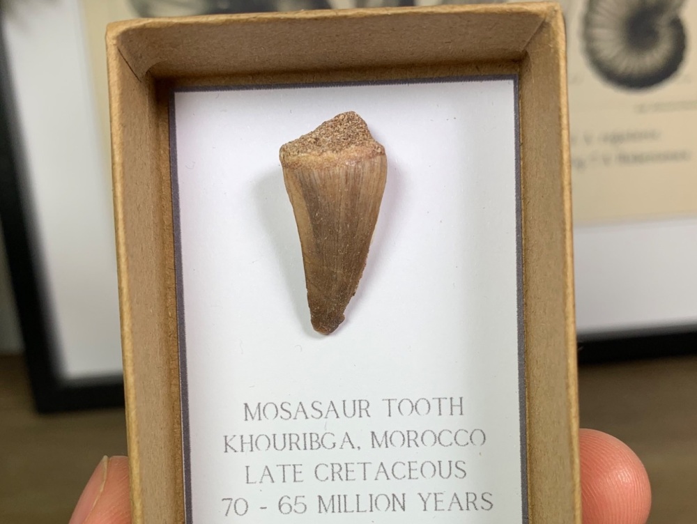 Mosasaur Tooth #17