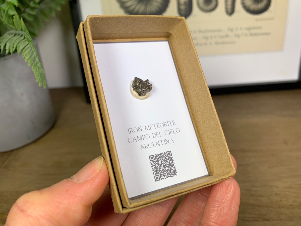 Iron Meteorite (Campo del Cielo) #01