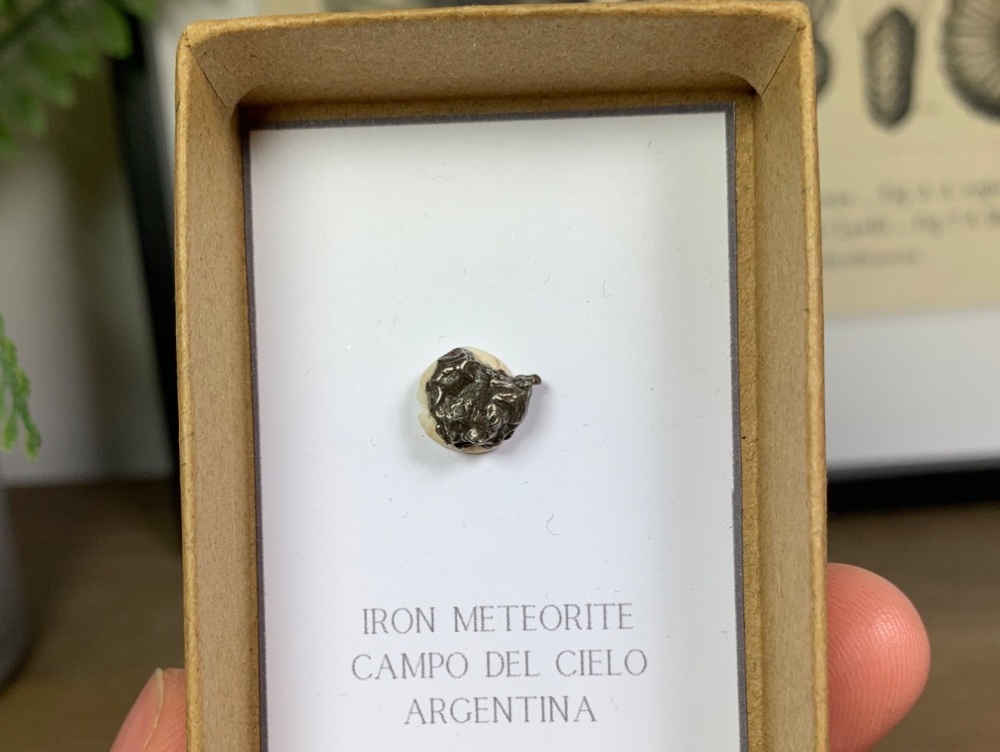 Iron Meteorite (Campo del Cielo) #03
