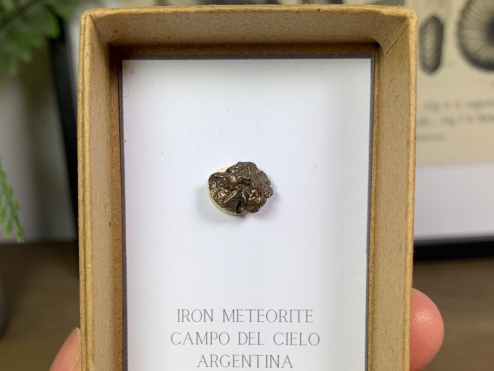 Iron Meteorite (Campo del Cielo) #06