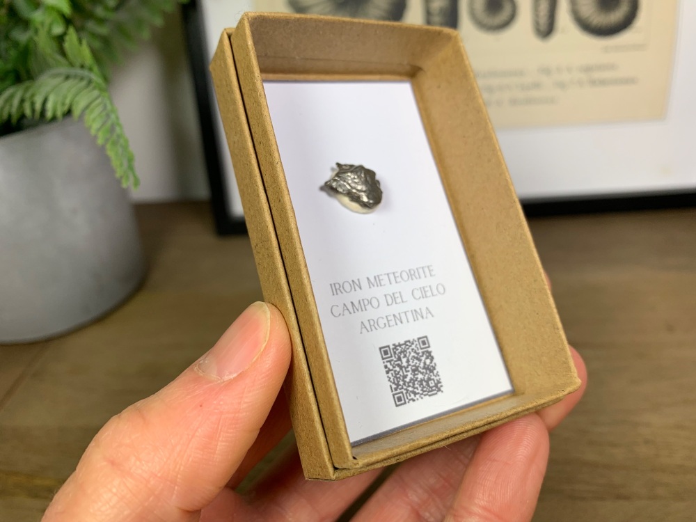 Iron Meteorite (Campo del Cielo) #07