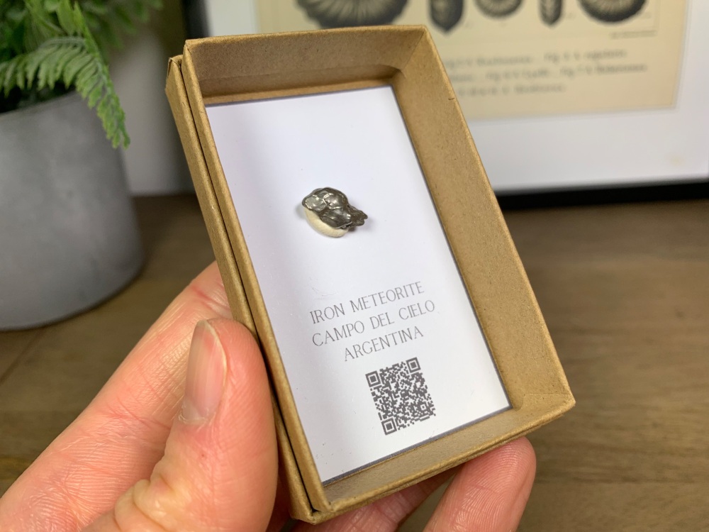 Iron Meteorite (Campo del Cielo) #08
