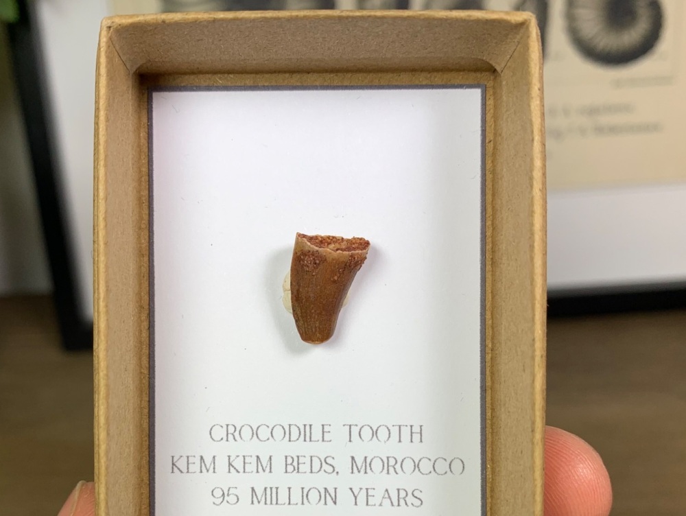 Crocodile Tooth #01