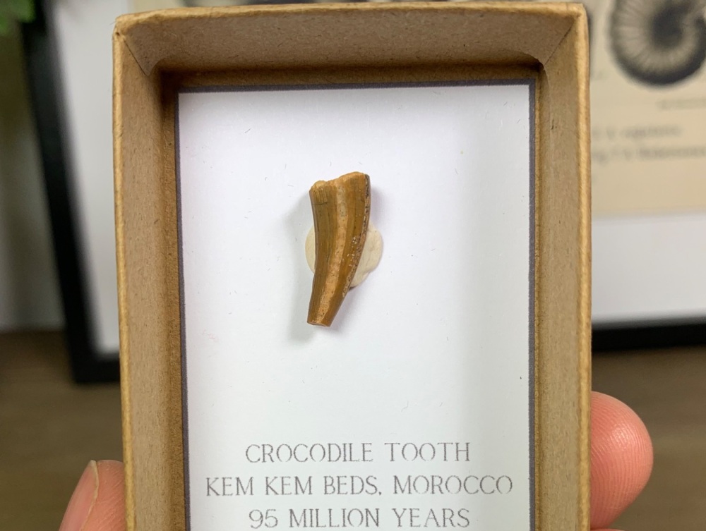 Crocodile Tooth #02