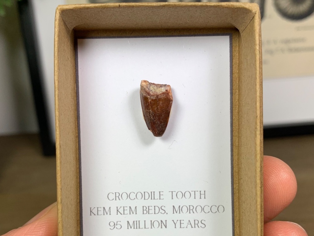 Crocodile Tooth #03