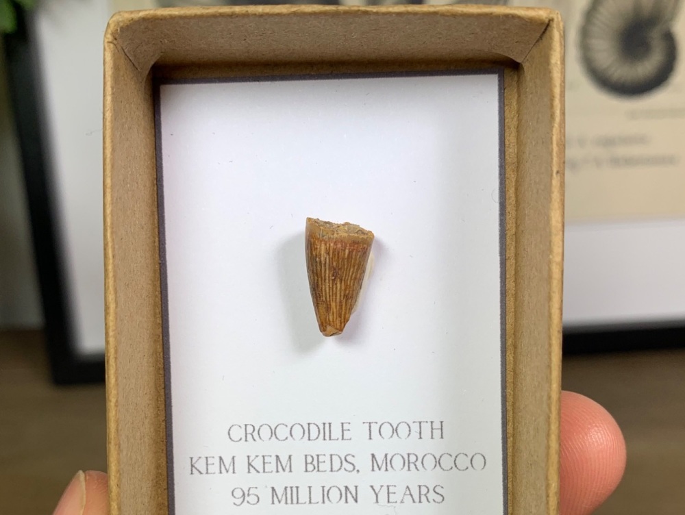 Crocodile Tooth #04