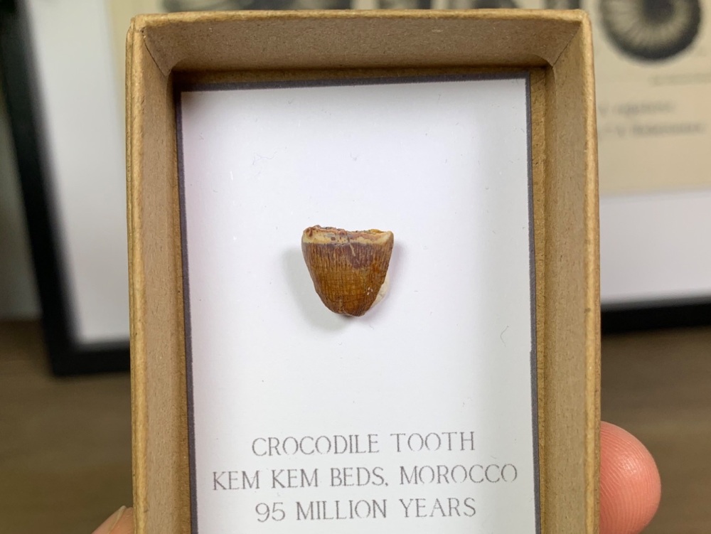 Crocodile Tooth #05