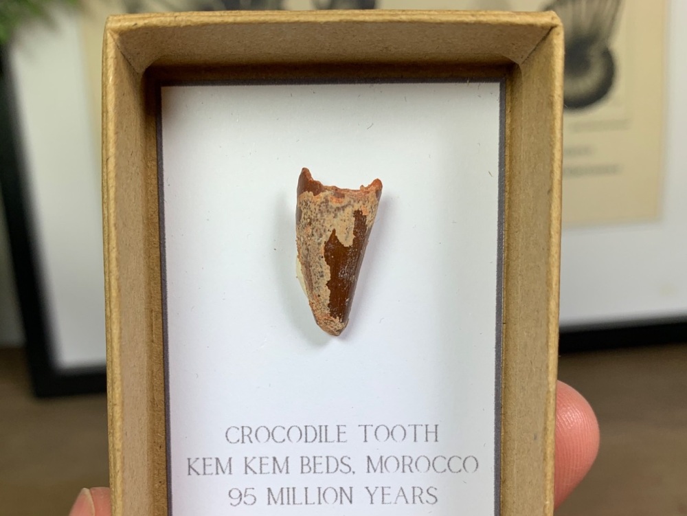 Crocodile Tooth #06
