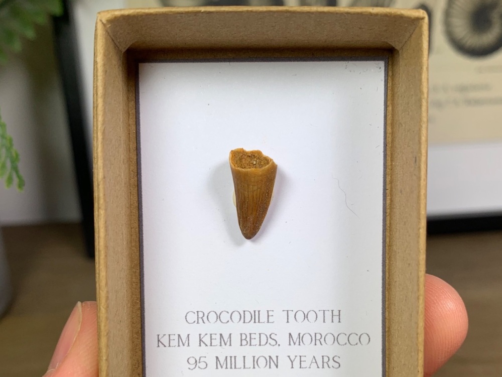 Crocodile Tooth #08