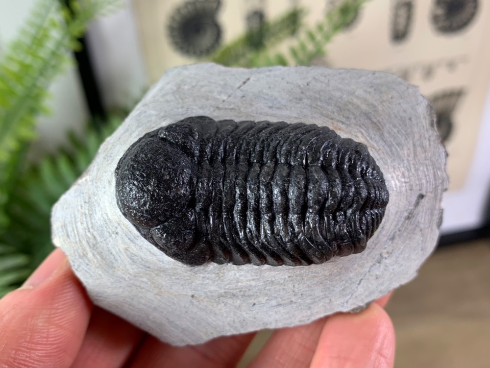 Phacopsid Trilobite #01