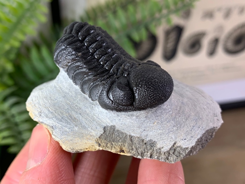 Phacopsid Trilobite #03