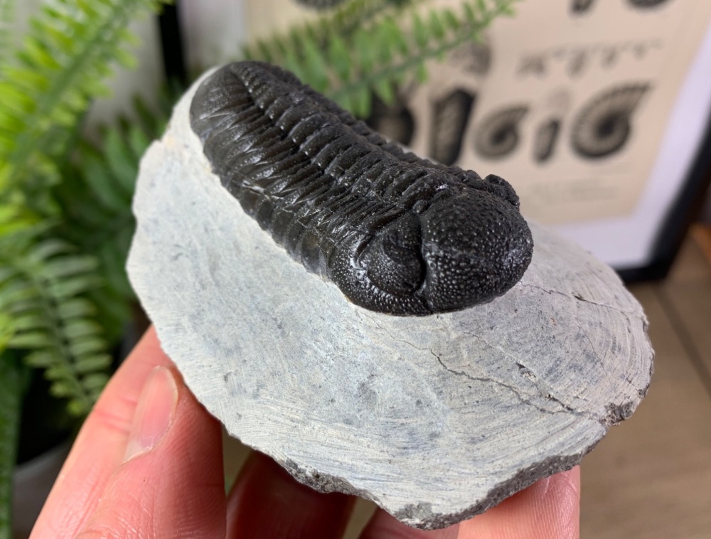 Phacopsid Trilobite #04