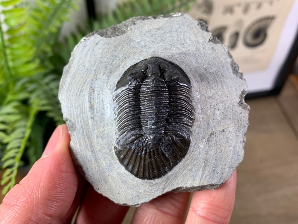 Scutellum Trilobite #05