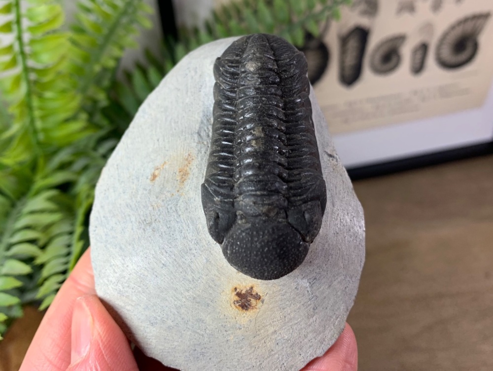 Phacopsid Trilobite #06