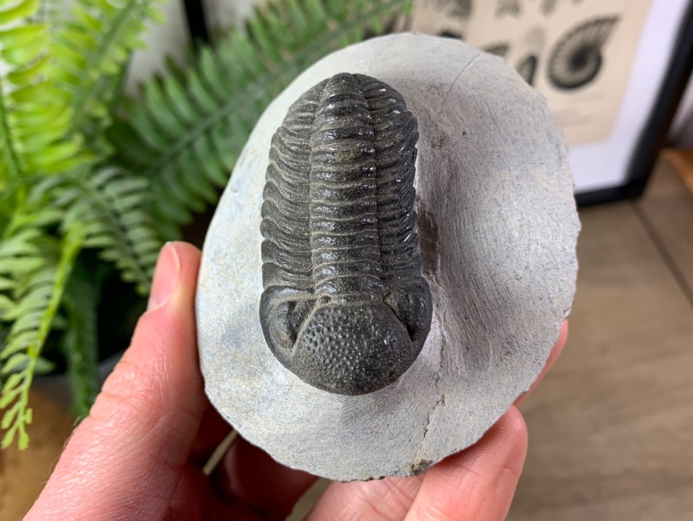 Phacopsid Trilobite #07
