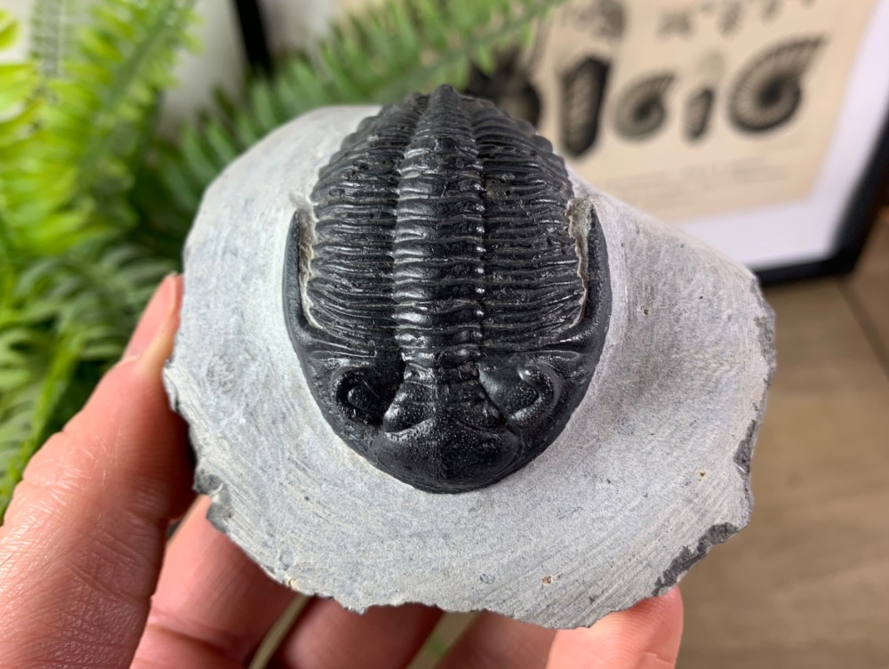 Hollardops Trilobite #08