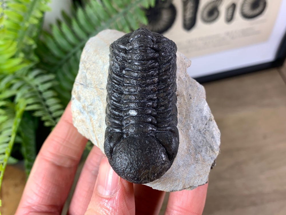 Phacopsid Trilobite #09