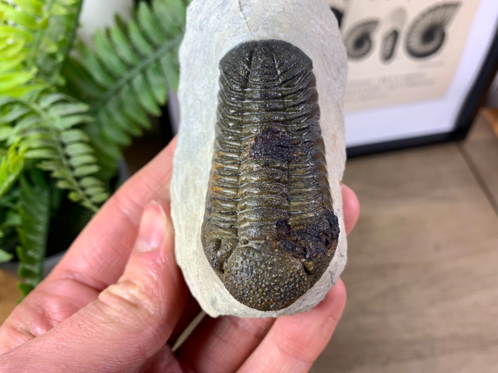 Phacopsid Trilobite #10