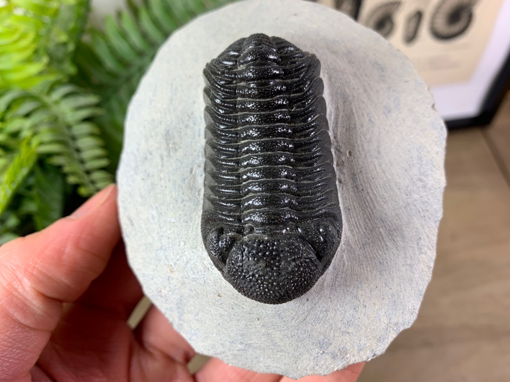 Phacopsid Trilobite #11