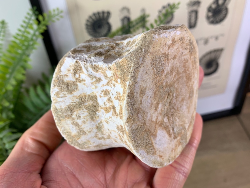Plesiosaur Vertebra - 2.81 inch #10