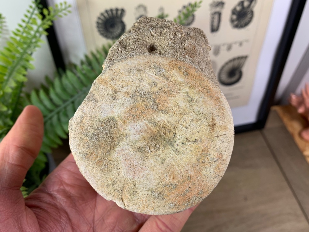Plesiosaur Vertebra - 2.81 inch #11