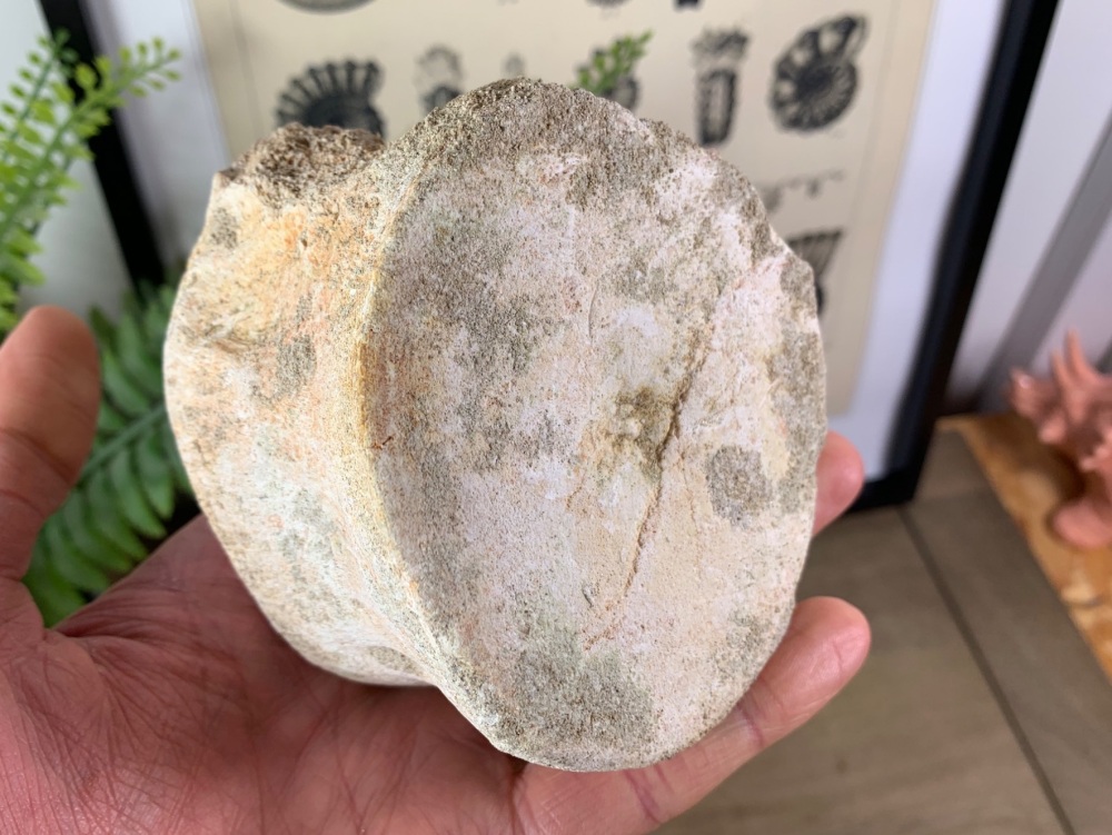 Plesiosaur Vertebra - 3.38 inch #12