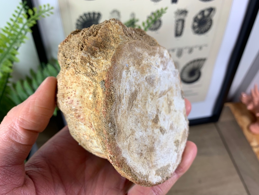 Plesiosaur Vertebra - 3.13 inch #13