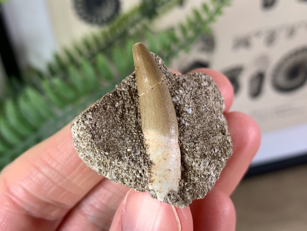 Plesiosaur Tooth on Matrix (1.25 inch) #01