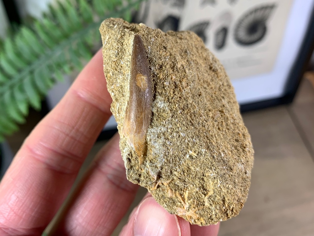 Plesiosaur Tooth on Matrix (1.25 inch) #02