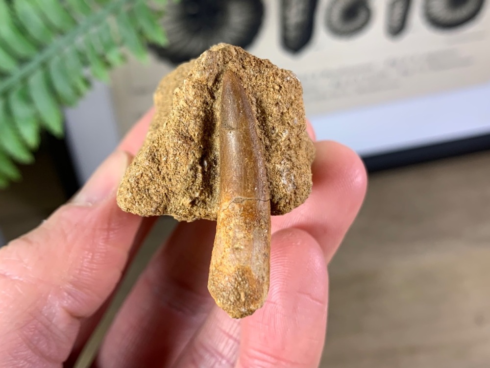 Plesiosaur Tooth on Matrix (1.38 inch) #03
