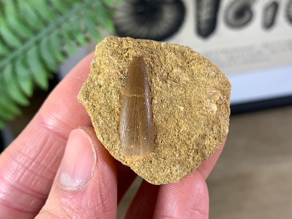 Plesiosaur Tooth on Matrix (1 inch) #04