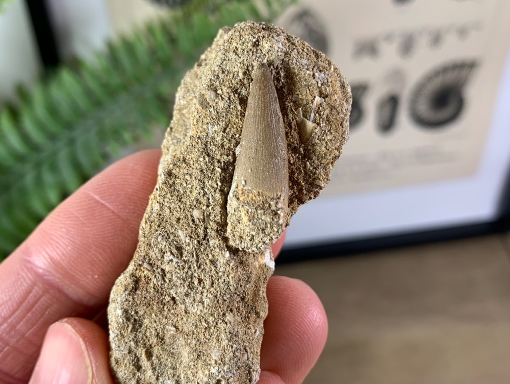 Plesiosaur Tooth on Matrix (0.94 inch) #05