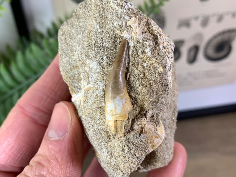 Plesiosaur Tooth on Matrix (1.25 inch) #06