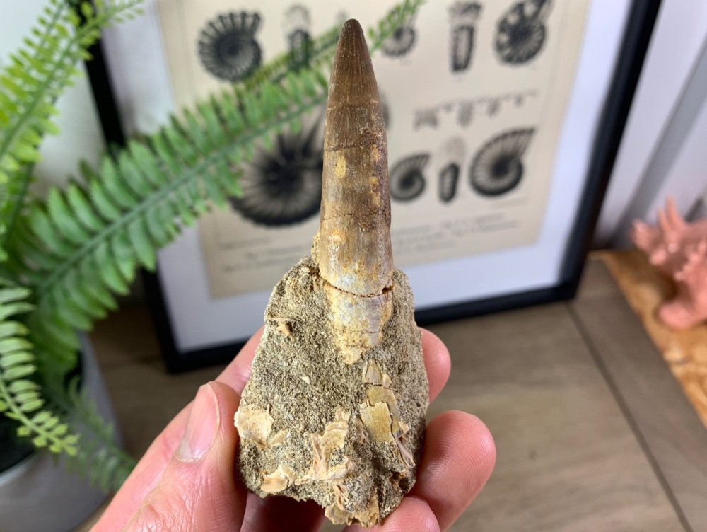 Plesiosaur Tooth on Matrix (2.38 inch) #07