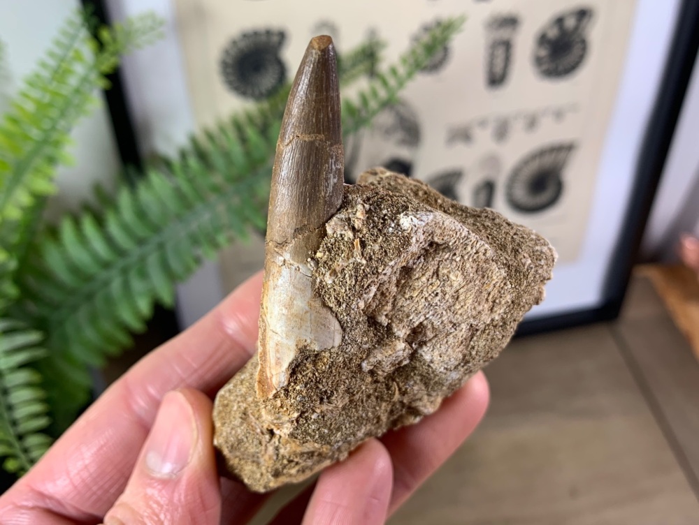 Plesiosaur Tooth on Matrix (2.13 inch) #08