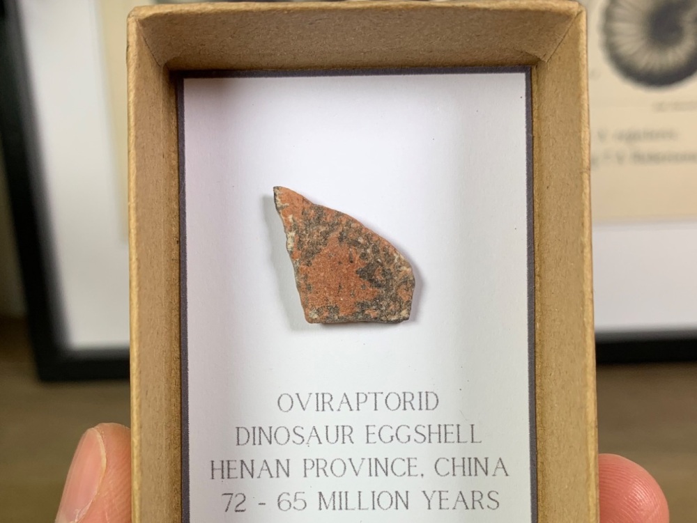Oviraptorid Dinosaur Eggshell #01