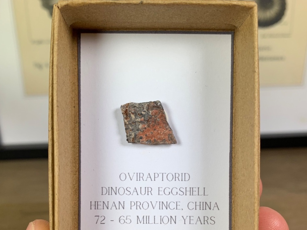 Oviraptorid Dinosaur Eggshell #02
