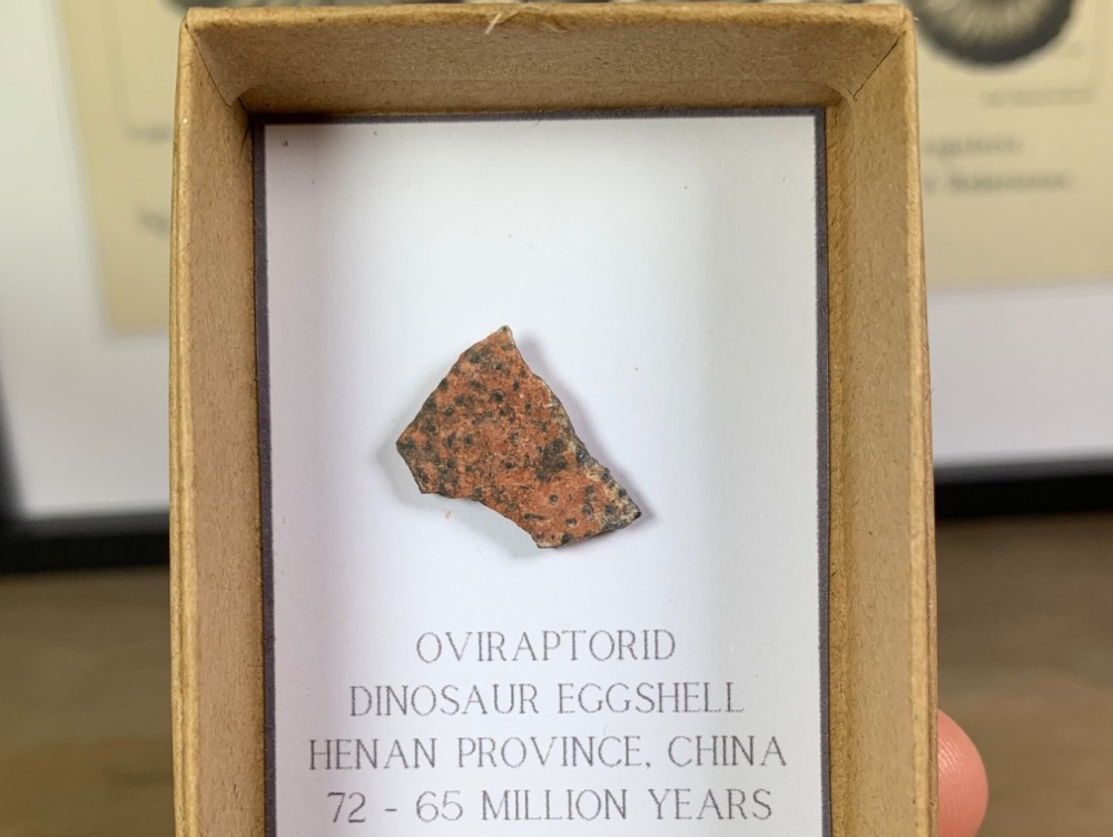 Oviraptorid Dinosaur Eggshell #03