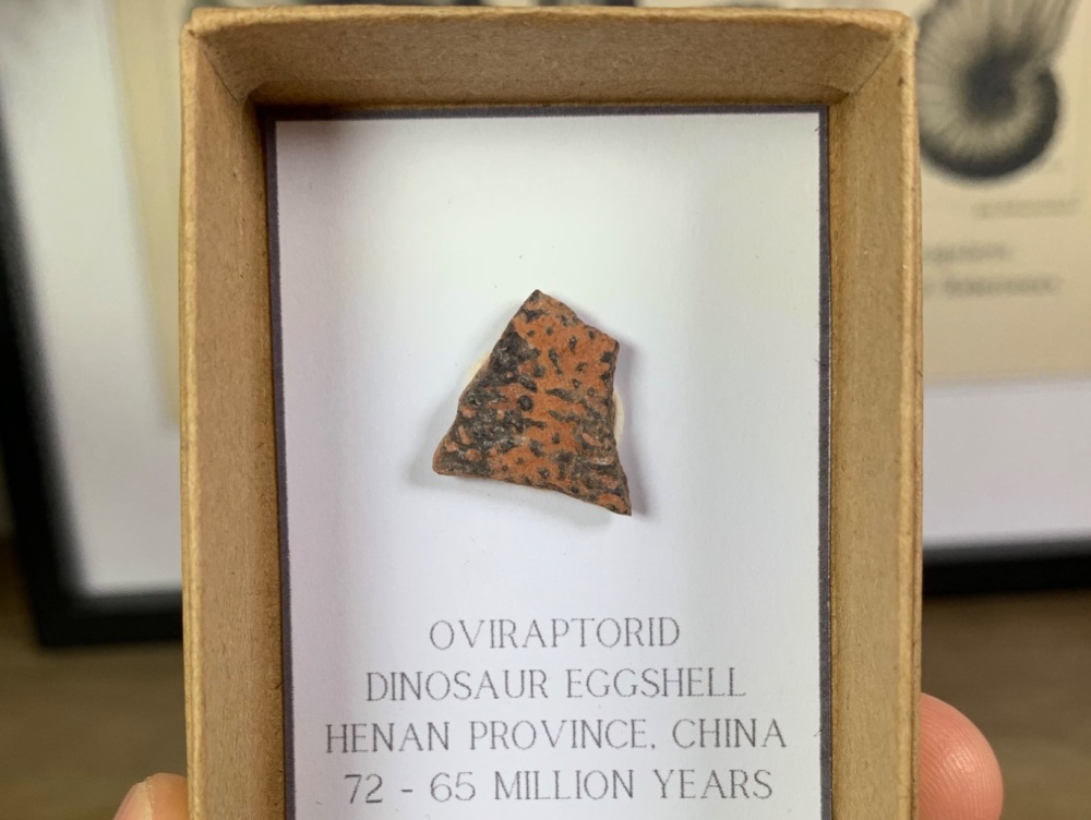 Oviraptorid Dinosaur Eggshell #04