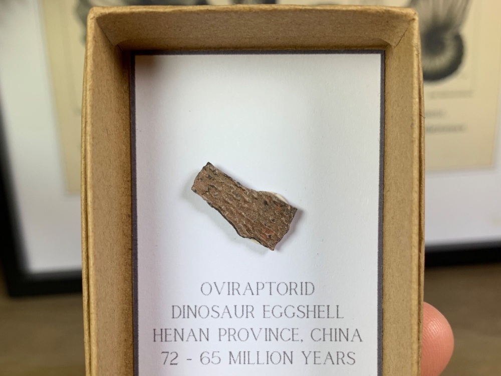 Oviraptorid Dinosaur Eggshell #06