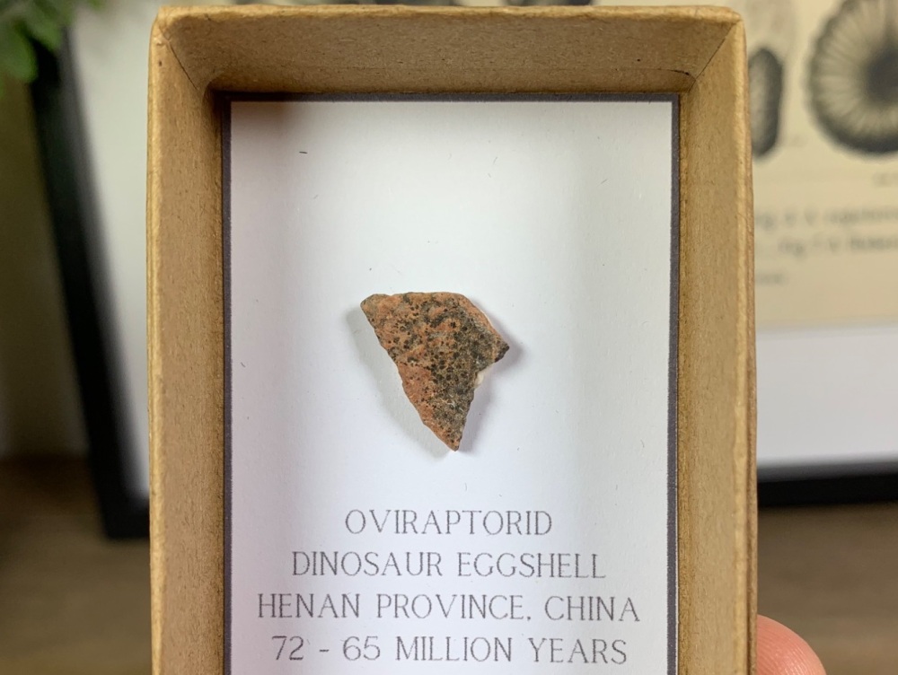 Oviraptorid Dinosaur Eggshell #07