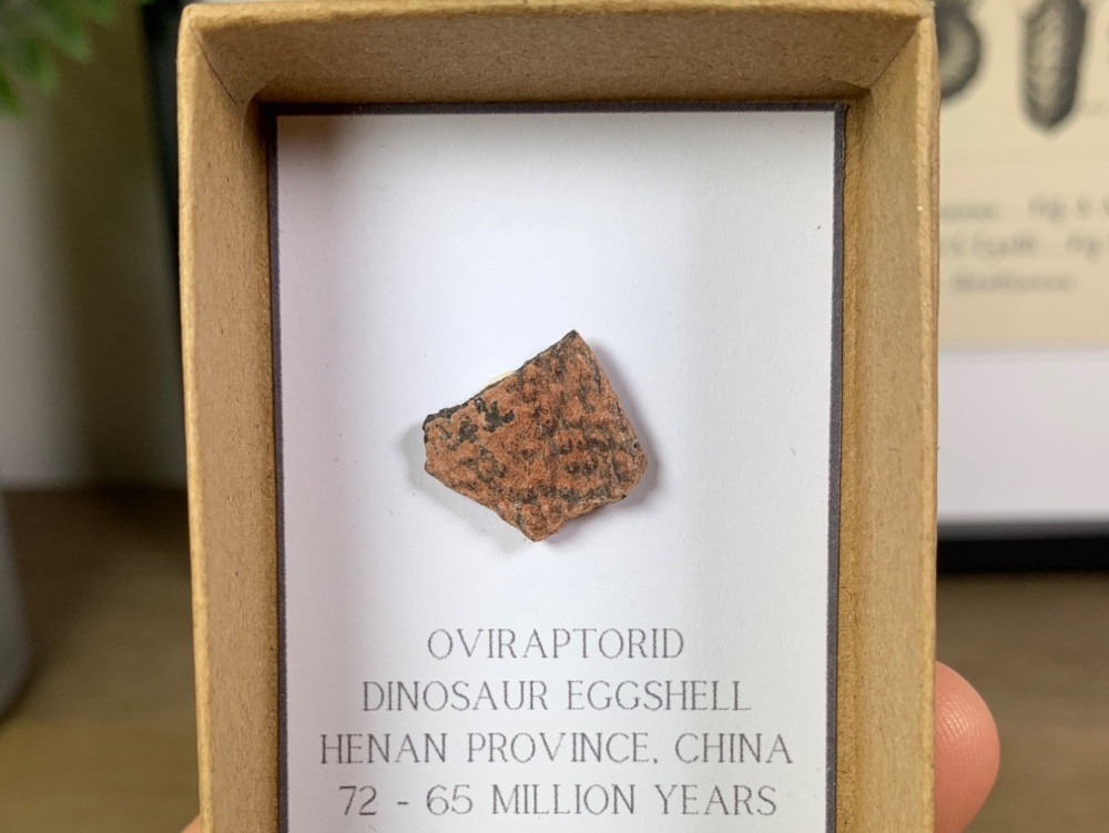 Oviraptorid Dinosaur Eggshell #08