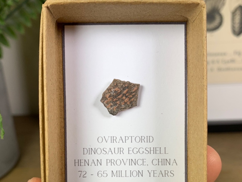 Oviraptorid Dinosaur Eggshell #09