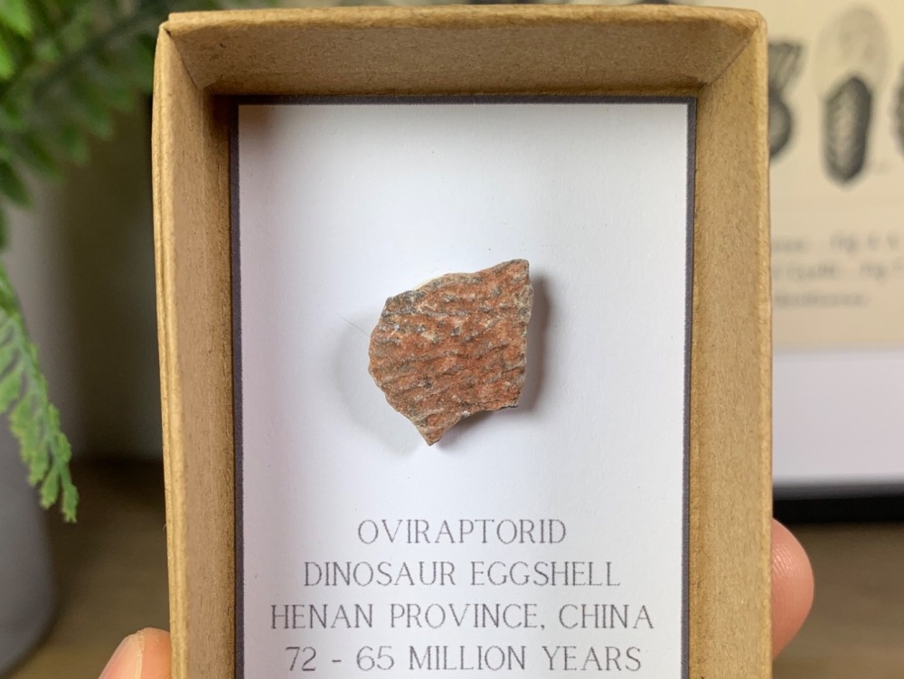 Oviraptorid Dinosaur Eggshell #10