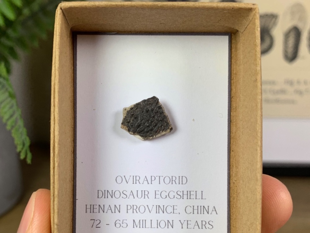 Oviraptorid Dinosaur Eggshell #11
